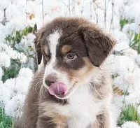 Special Labor Day Price Hanna , a female Australian Shepherd for sale in Colton, CA – 1 of 9