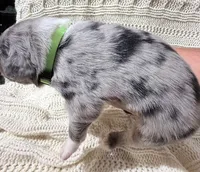 Blue Merle #1, a male Australian Shepherd for sale in Colton, CA – 3 of 3