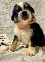 Black Tri #5, a female Australian Shepherd for sale in Colton, CA – 2 of 9