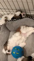 Daisy, a female Shih Tzu for sale in Colton, CA – 3 of 4