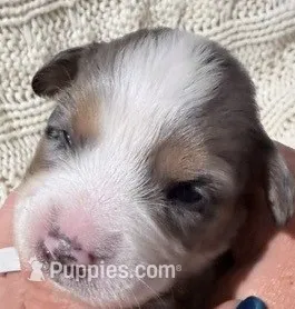 Blue Merle #8 – Australian Shepherd puppy for sale in Colton, CA