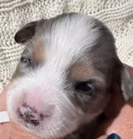 Blue Merle #8, a female Australian Shepherd for sale in Colton, CA – 1 of 2