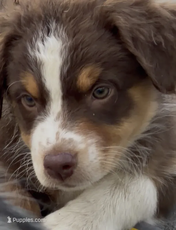Hanna  – Australian Shepherd puppy for sale in Colton, CA