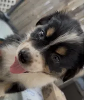Ember - Black Tri #6, a female Australian Shepherd for sale in Colton, CA – 3 of 9