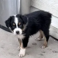 Flower - Black Tri #5, a female Australian Shepherd for sale in Colton, CA – 2 of 10
