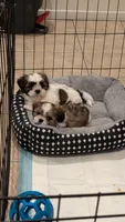Teddy, a male Shih Tzu for sale in Colton, CA – 2 of 5
