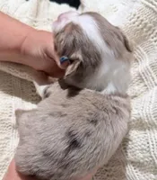 Red Merle #9, a male Australian Shepherd for sale in Colton, CA – 8 of 9