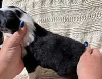 Black Tri #6, a female Australian Shepherd for sale in Colton, CA – 3 of 3