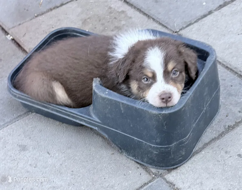 Red Tri #2 – Australian Shepherd puppy for sale in Colton, CA