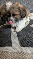 Bear, a male Shih Tzu for sale in Colton, CA – 4 of 5