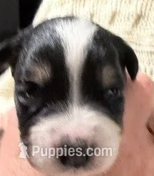 Black Tri #6 – Australian Shepherd puppy for sale in Colton, CA
