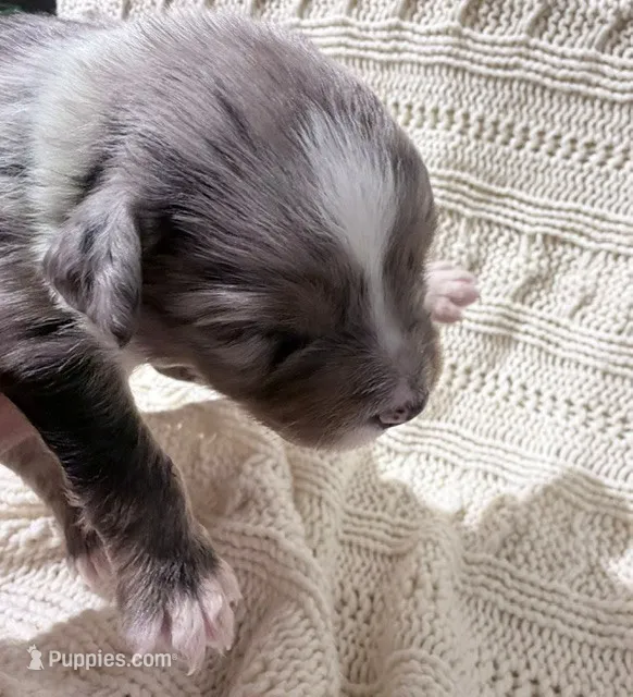 Blue Merle #1 – Australian Shepherd puppy for sale in Colton, CA