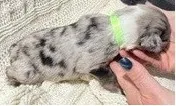 Blue Merle #1, a male Australian Shepherd for sale in Colton, CA – 2 of 3