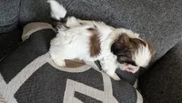 Diesel, a male Shih Tzu for sale in Colton, CA – 4 of 4