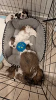 Daisy, a female Shih Tzu for sale in Colton, CA – 4 of 4