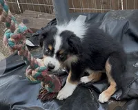 Flower, a female Australian Shepherd for sale in Colton, CA – 2 of 8