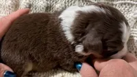 Hanna - Red Tri #2, a female Australian Shepherd for sale in Colton, CA – 5 of 9