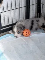 Blue Merle #8, a female Australian Shepherd for sale in Colton, CA – 2 of 10