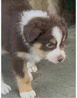 Hanna - Red Tri #2, a female Australian Shepherd for sale in Colton, CA – 2 of 9
