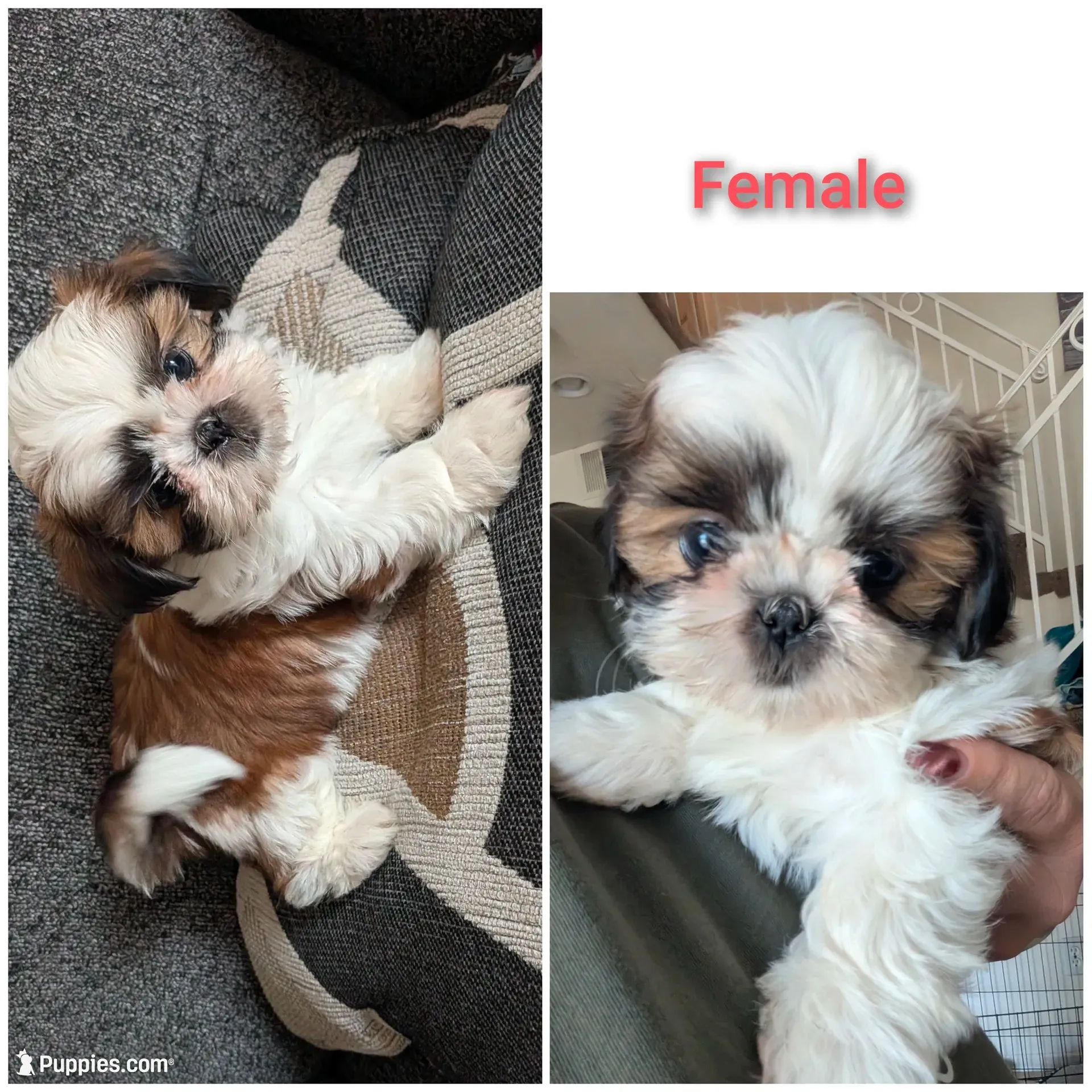 Daisy, a female Shih Tzu for sale in Colton, CA – 2 of 4