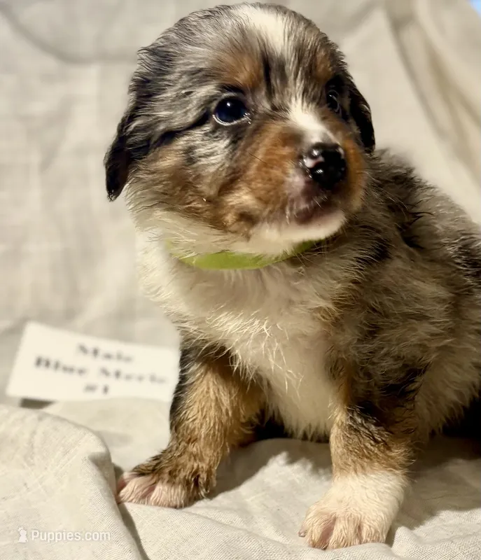 Blue Merle #1 – Australian Shepherd puppy for sale in Colton, CA