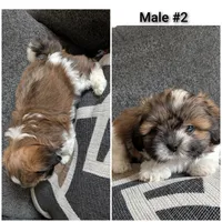 Bear, a male Shih Tzu for sale in Colton, CA – 5 of 5