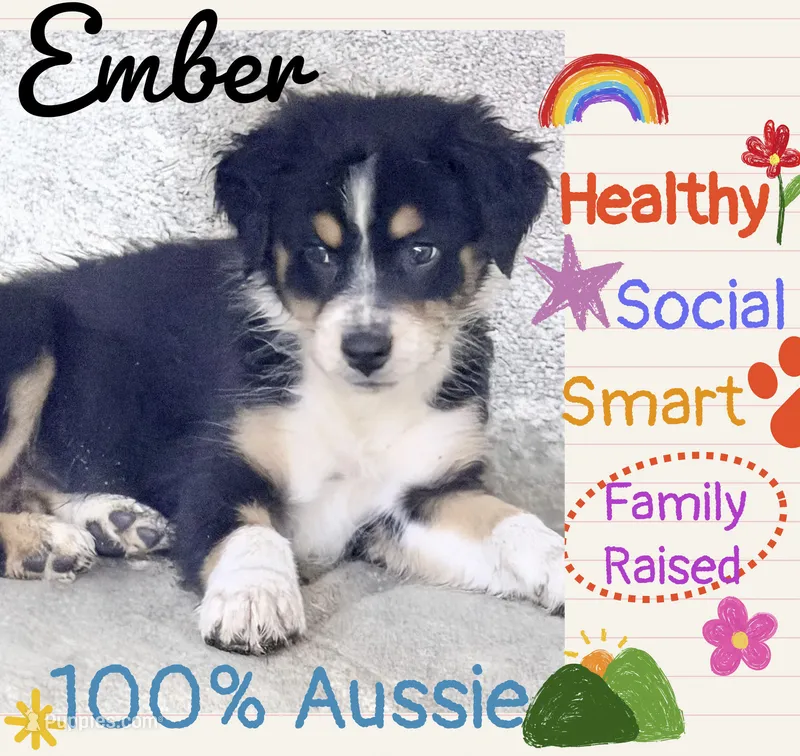 Ember - PUREBRED AUSTRALIAN SHEPHERD – Australian Shepherd puppy for sale in Colton, CA