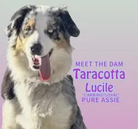 Black Tri #5, a female Australian Shepherd for sale in Colton, CA – 9 of 9
