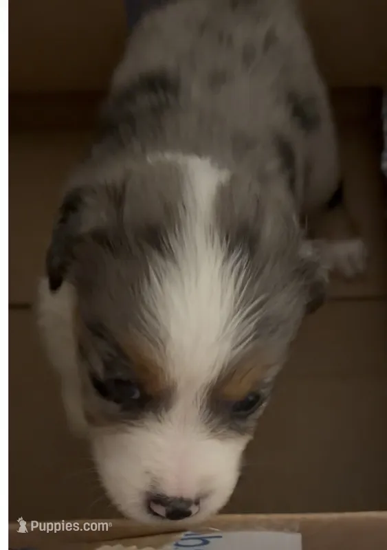 Blue Merle #8 – Australian Shepherd puppy for sale in Colton, CA