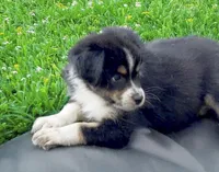 Ember - Black Tri #6, a female Australian Shepherd for sale in Colton, CA – 1 of 9