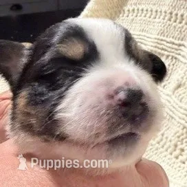 Black Tri #5 – Australian Shepherd puppy for sale in Colton, CA
