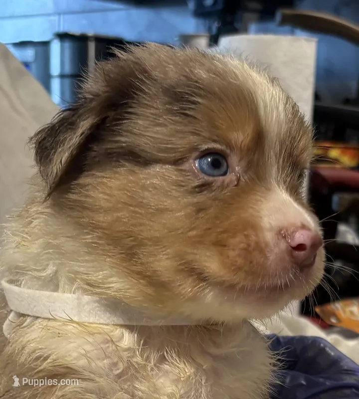 Red Merle #9 – Australian Shepherd puppy for sale in Colton, CA