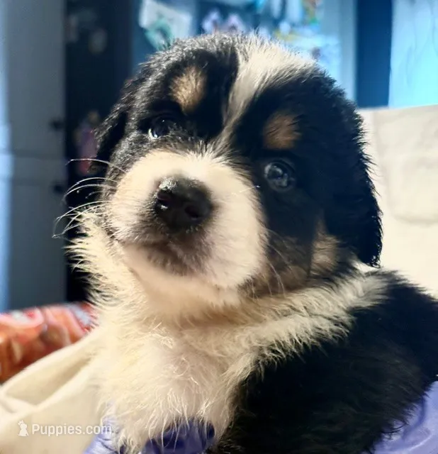 Black Tri #10 – Australian Shepherd puppy for sale in Colton, CA