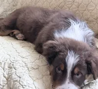 Cuddles -Red Tri, a male Australian Shepherd for sale in Colton, CA – Photo 1 of 4