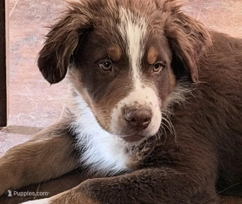 Cuddles -Red Tri – Australian Shepherd puppy for sale in Colton, CA