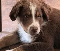 Easter Special Cuddles -Red Tri, a male Australian Shepherd for sale in Colton, CA – Photo 1 of 5