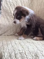 Red Tri, a male Australian Shepherd for sale in Colton, CA – Photo 3 of 4