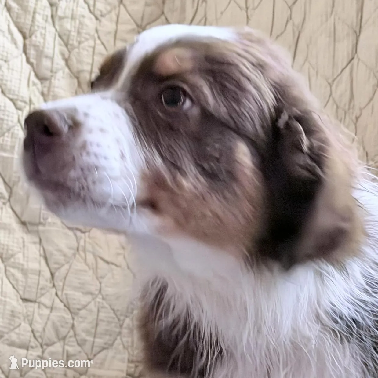 Red Tri – Australian Shepherd puppy for sale in Colton, CA