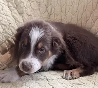 Red Tri, a male Australian Shepherd for sale in Colton, CA – Photo 2 of 4