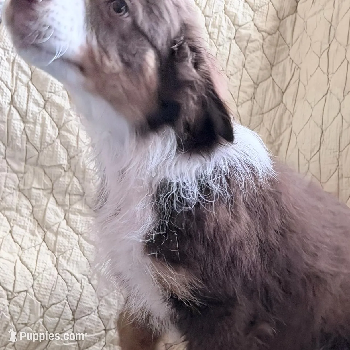 Red Tri, a male Australian Shepherd for sale in Colton, CA – Photo 4 of 4