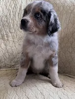 Blue Merle, a male Australian Shepherd for sale in Colton, CA – Photo 3 of 7