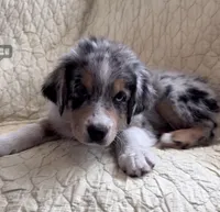Blue Merle, a male Australian Shepherd for sale in Colton, CA – Photo 1 of 7
