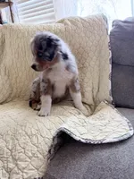 Blue Merle, a male Australian Shepherd for sale in Colton, CA – Photo 7 of 7