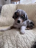 Blue Merle, a male Australian Shepherd for sale in Colton, CA – Photo 4 of 7