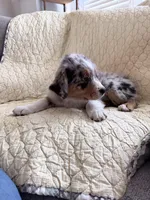 Blue Merle, a male Australian Shepherd for sale in Colton, CA – Photo 6 of 7