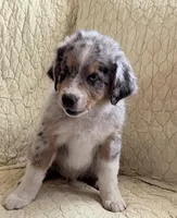 Blue Merle, a male Australian Shepherd for sale in Colton, CA – Photo 2 of 7
