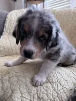 Blue Merle, a male Australian Shepherd for sale in Colton, CA – Photo 5 of 7
