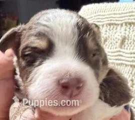 Red Tri #2 – Australian Shepherd puppy for sale in Colton, CA