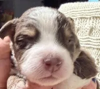 Red Tri #2, a female Australian Shepherd for sale in Colton, CA – 1 of 3