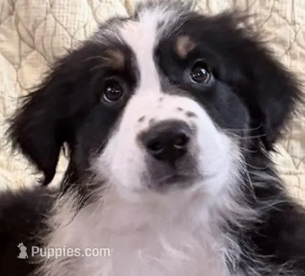 BlackTri, a male Australian Shepherd for sale in Colton, CA – Photo 1 of 3